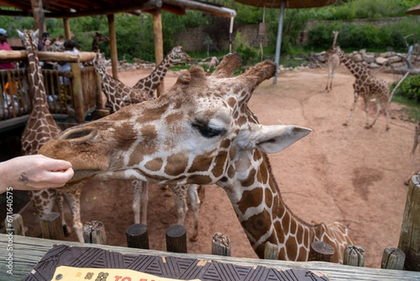 Fototapeta Giraffe sticking out its long black tongue to eat some lettuce from a feeding platform in a zoo