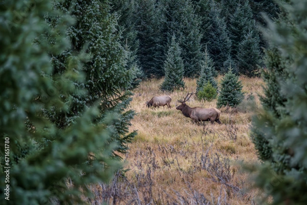 Fototapeta A bull elk in a field surrounded by evergreen trees on a fall evening in the Kawuneeche Valley of Rocky Mountain National Park in Colorado