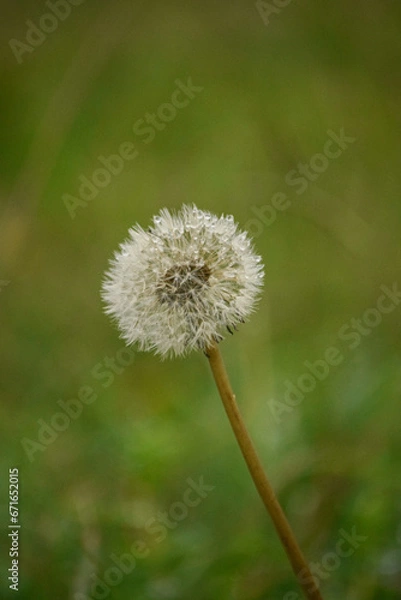 Obraz Diente de leon sobre césped
