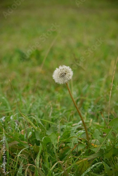 Obraz Diente de leon sobre césped