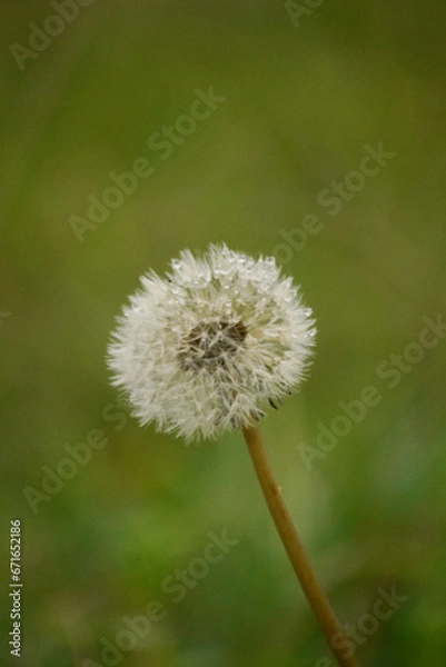 Obraz Diente de leon sobre césped
