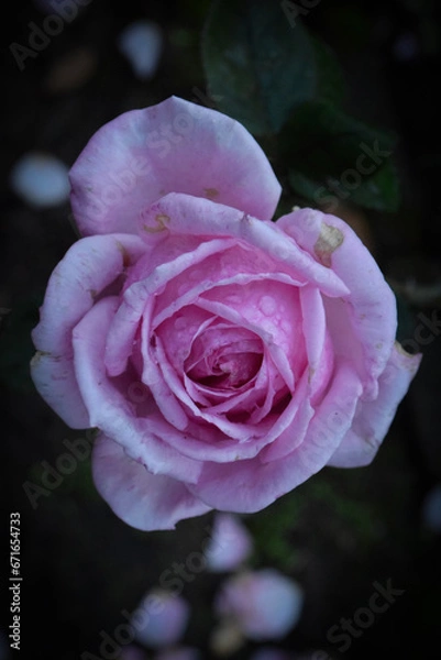Obraz flor de rosa rosada con rocío