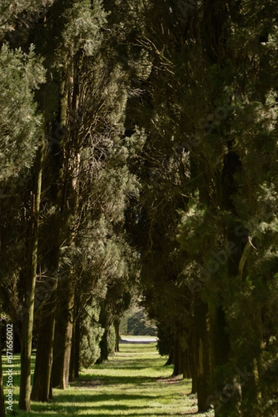 Obraz Camino de Cipreses