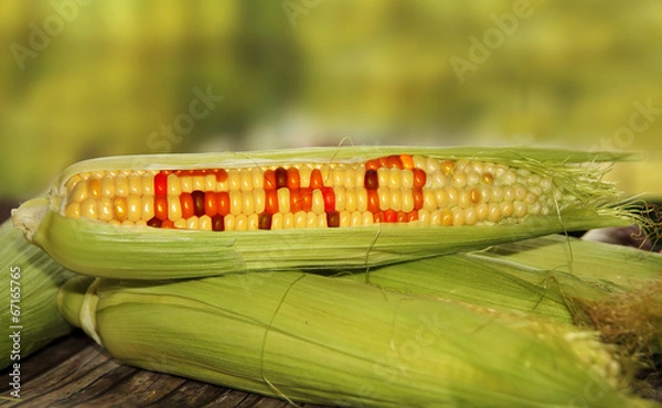 Obraz żywność GMO