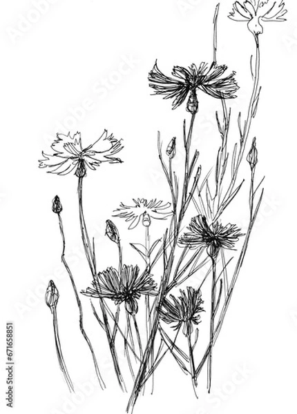 Fototapeta Cornflower. Graphics hand draw floral  illustration of a wild flowers and plants. Summer season flower. Summer postcard. Design element of cosmetics and natural products packaging