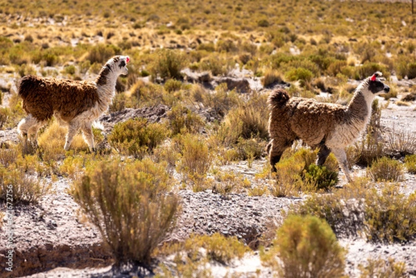 Fototapeta Traveling the famous Ruta40 in the scenic Argentinian highlands - fantastic views while driving through colorful and remarkably shaped mountains and watching wildlife in high altitude in South America