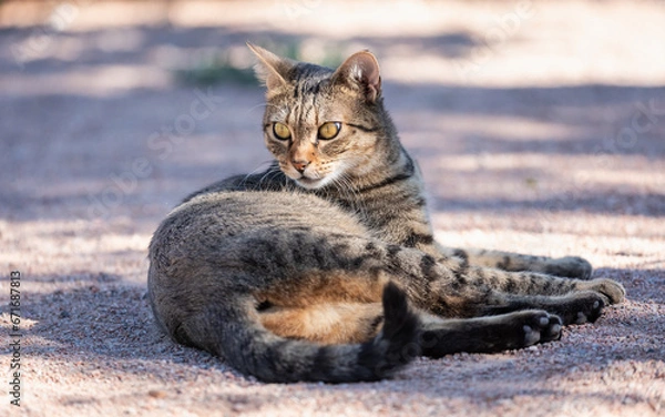 Fototapeta Cat lying on hardpacked ground in the sun