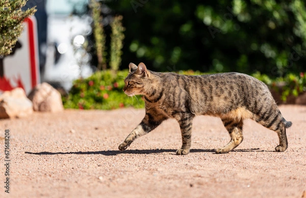 Fototapeta Cat prawling on hardpacked ground in the sun