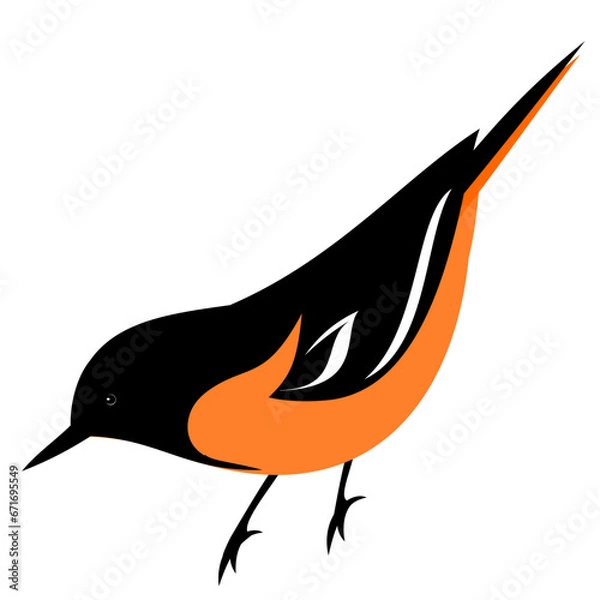 Obraz Baltimore oriole bird