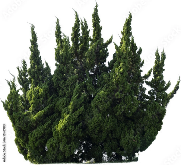 Obraz Freisteender windgepeitschter Thujabusch