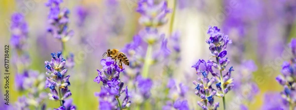 Fototapeta Spring lavender flowers under sunlight. Bees pollinate flowers and collect pollen. Lavender honey. Beautiful landscape of nature with a panoramic view. Hi spring. long banner