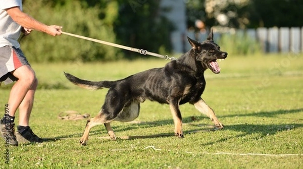 Obraz police dog