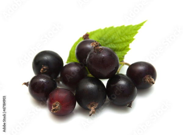 Fototapeta Black currant