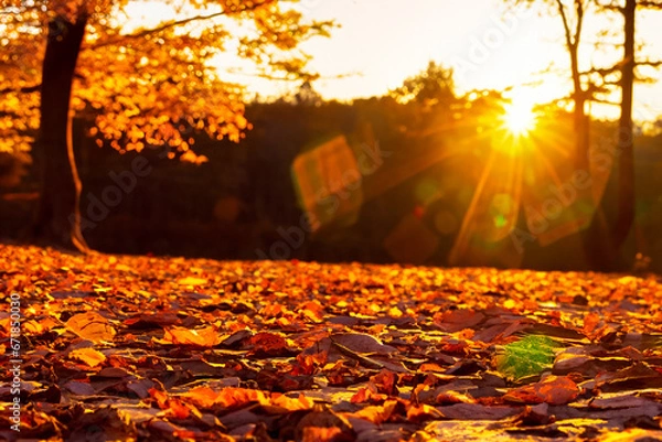 Fototapeta Beautiful autumn landscape at sunset with fallen leaves on the foreground