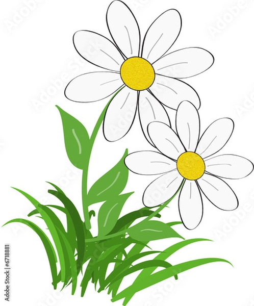 Fototapeta margherite