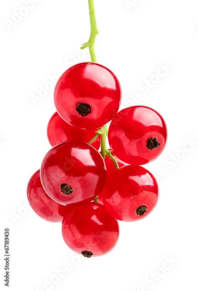 Obraz Red currant on a branch,vertical.