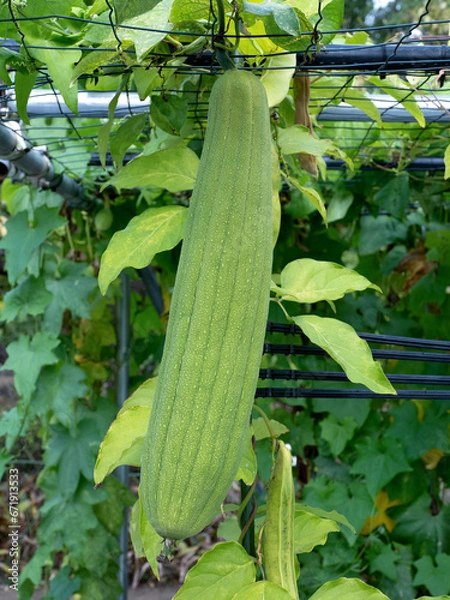 Obraz ヘチマの栽培