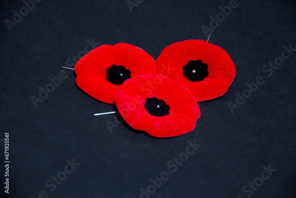 Fototapeta Remembrance Day poppy flowers