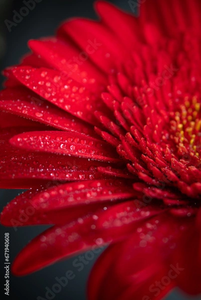 Obraz red gerbera daisy