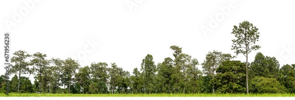 Fototapeta Green Trees on transparent background. are Forest and foliage in summer for both printing and web pages with cut path and alpha channel.