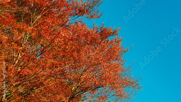 Fototapeta 赤く紅葉した木の葉　秋