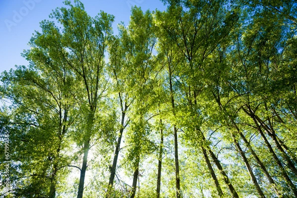 Obraz pioppi, alberi 5295