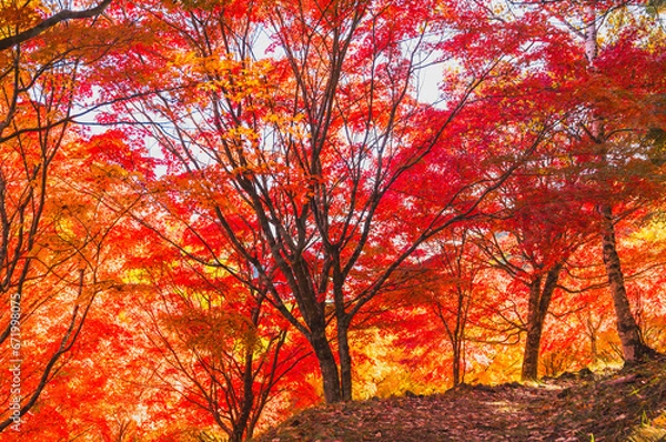 Fototapeta 赤く染まったもみじ湖の紅葉