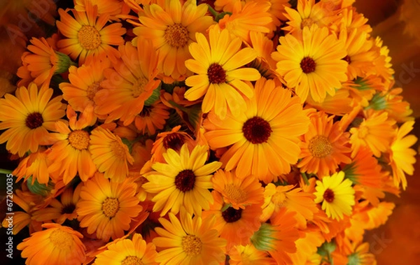 Obraz Collected calendula flowers.