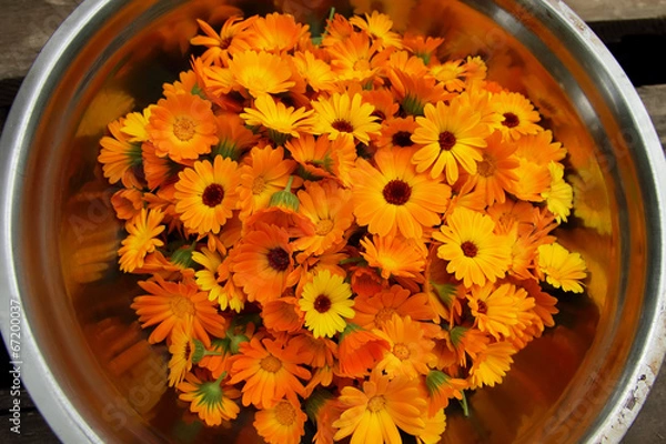 Obraz Collected calendula flowers.