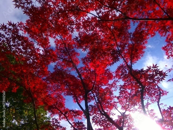 Fototapeta 平岡樹芸センターのノムラモミジ
