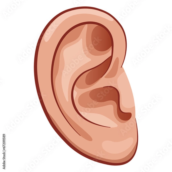 Obraz ear drawing on white background