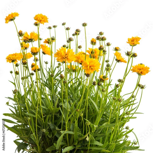 Obraz Mädchenauge (Coreopsis grandiflora)