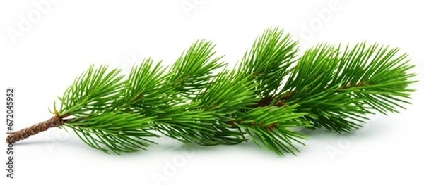 Fototapeta A white backdrop adorned with a branch of lush green pine