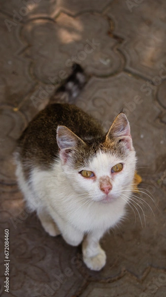 Fototapeta The cat sits and watches 1