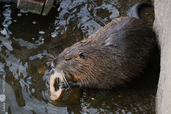 Obraz Nutria
