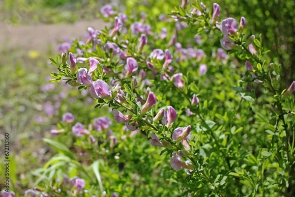 Obraz Cytisus purpureus