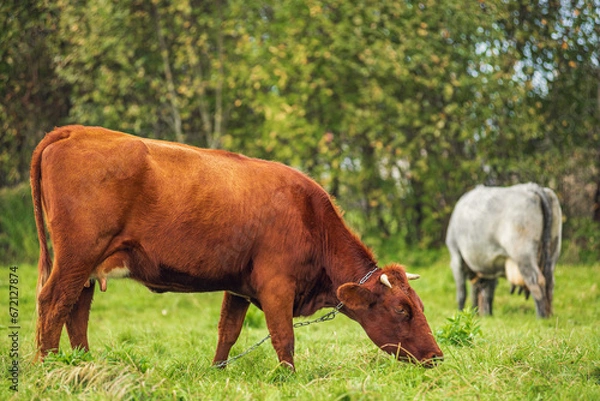 Fototapeta cows in the field