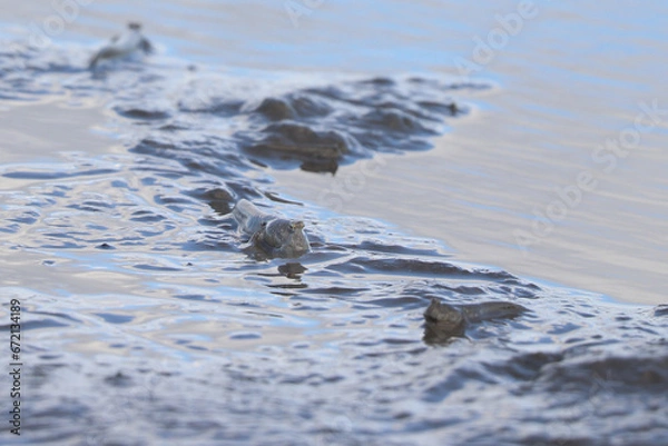 Obraz 佐賀県有明海の干潟とムツゴロウ