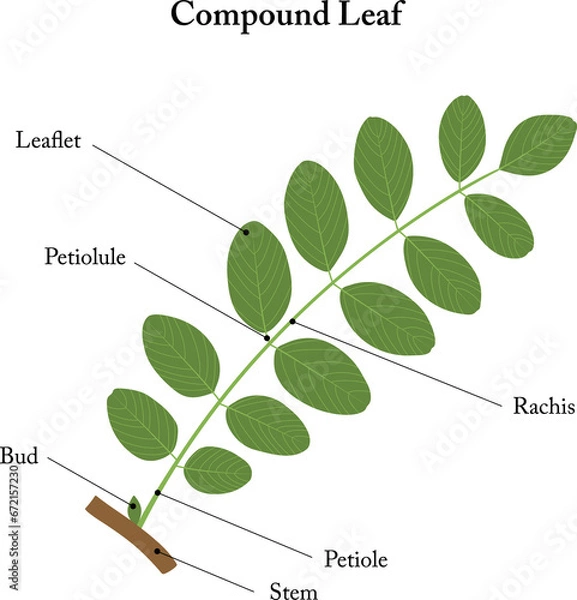 Fototapeta Compound leaf. Labeled diagram.