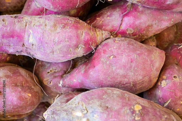 Obraz たくさんのサツマイモ