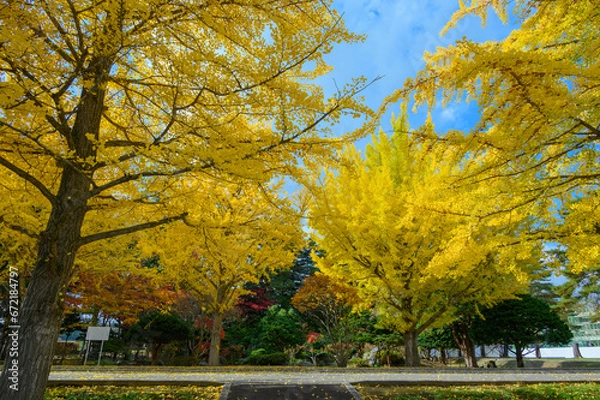 Obraz 大野高校の銀杏