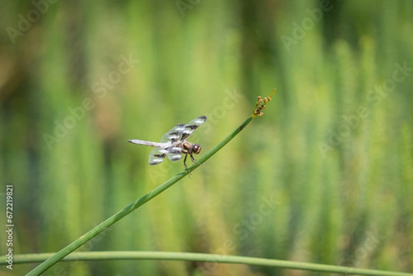 Fototapeta dragonfly