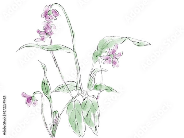 Obraz すみれの水彩イラスト