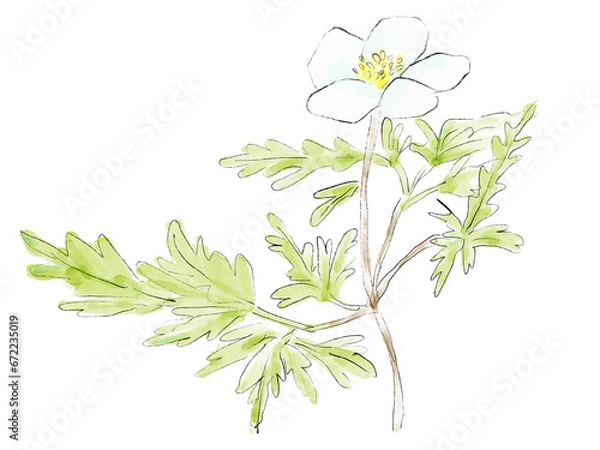Obraz イチリンソウの水彩イラスト
