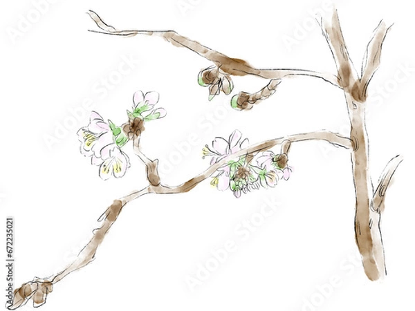 Obraz 桜の水彩イラスト