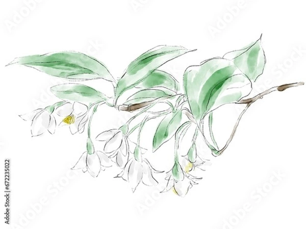 Obraz エゴノキの水彩イラスト