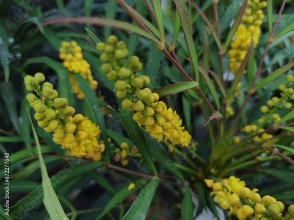 Obraz Mahonia eurybracteata subsp. ganpinensis 'Soft Caress'