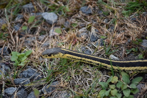 Fototapeta snake in the grass