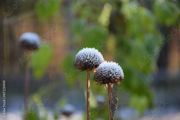 Fototapeta flower with frost 