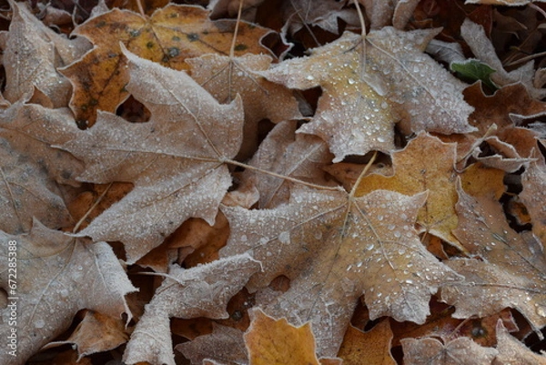 Fototapeta maple leaves with water droplets  